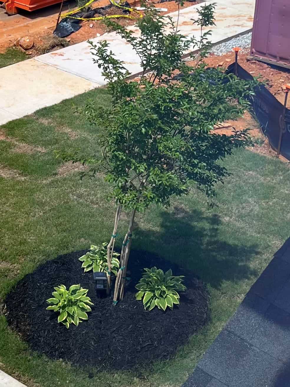ArborBoost Fertilizer - Before & After - 3