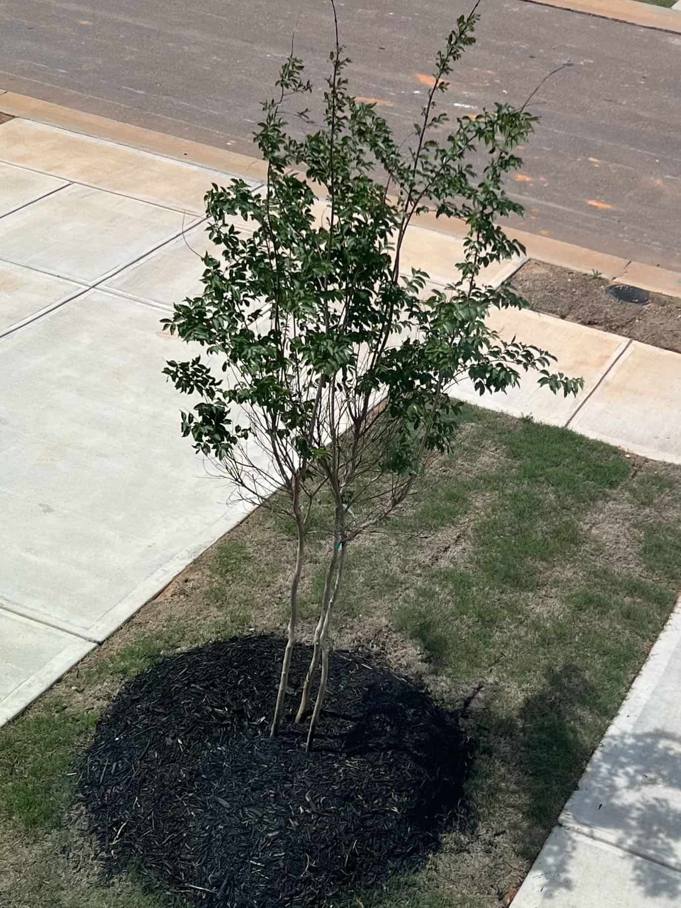 ArborBoost Fertilizer - Before & After - 1