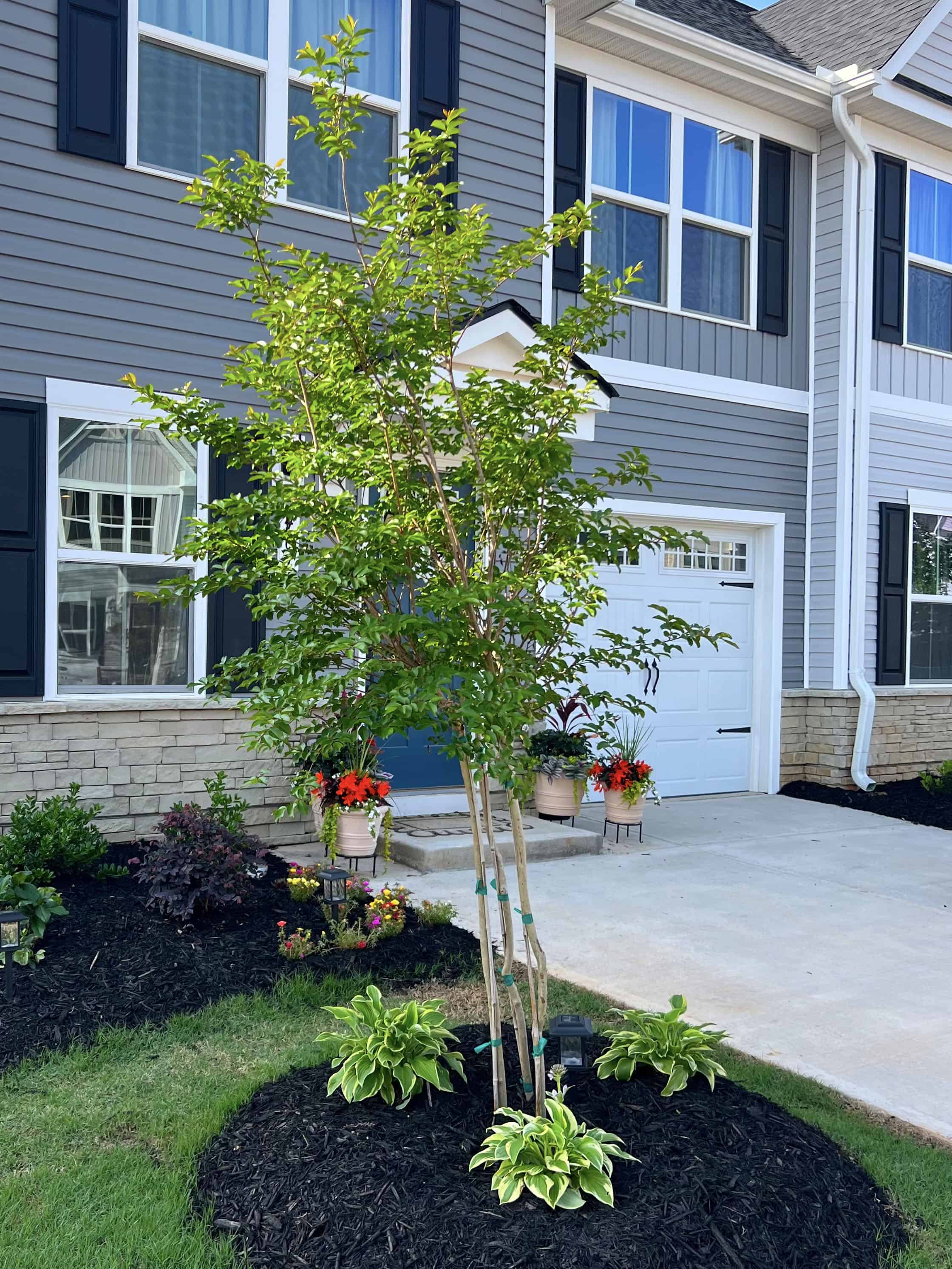 ArborBoost Fertilizer - Before & After - 4